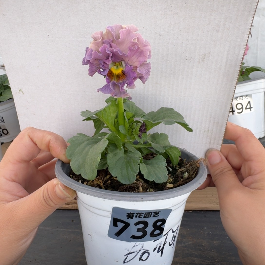 全部花朵738号角堇