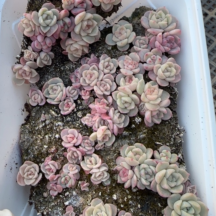 50号王者系列播种苗一盒量拍保底50颗