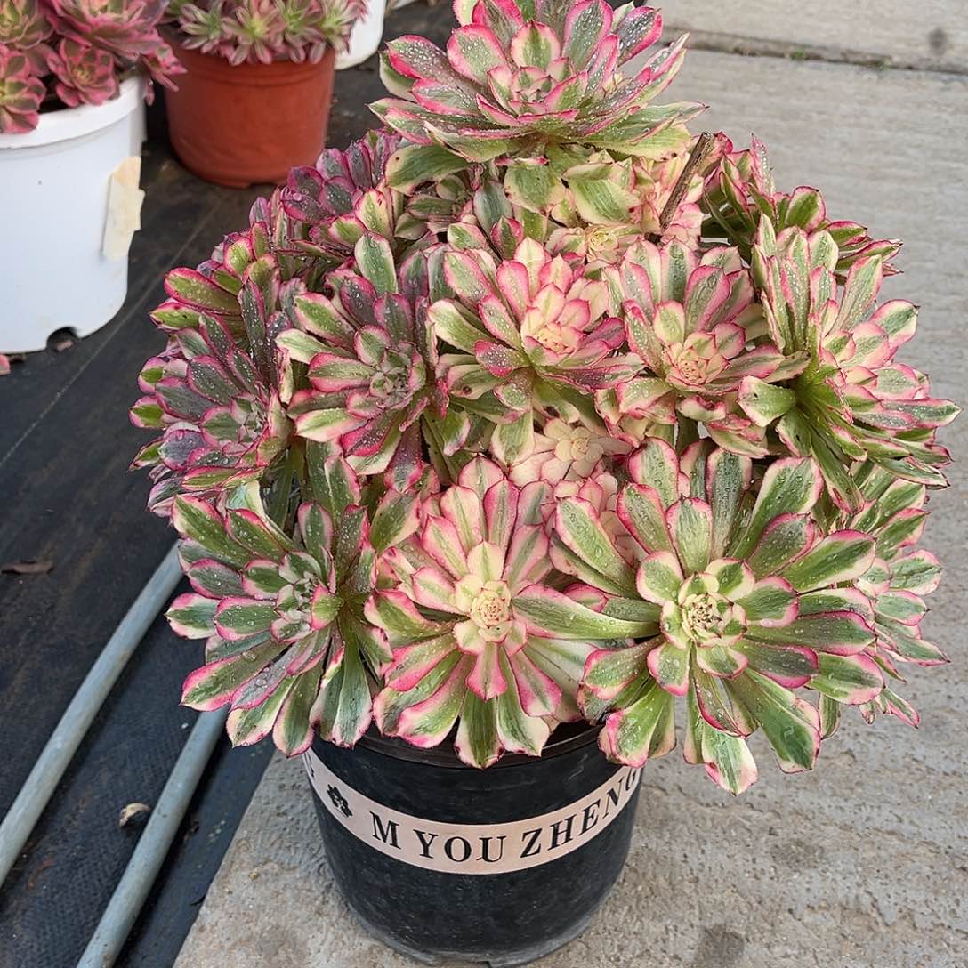 红铜壶白法师漂亮漂亮