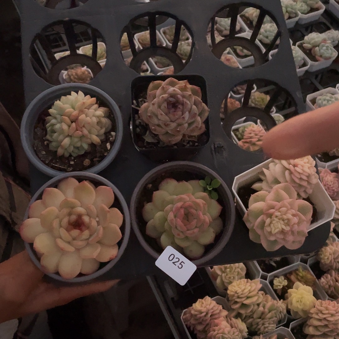 025。  带盆发货。      