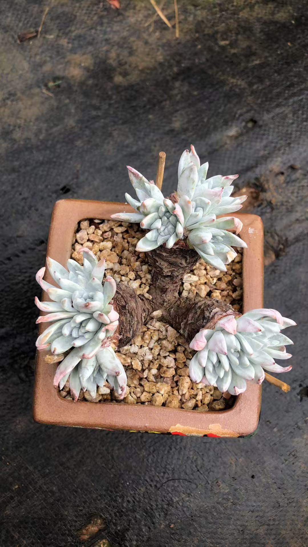 多肉植物阿基尼小树桩朵朵精控