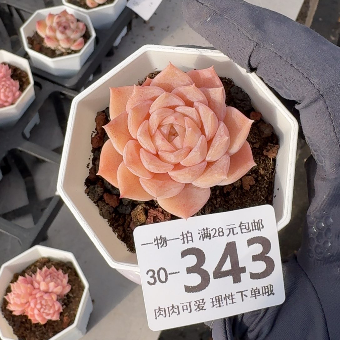 纯爱无盆土发货无