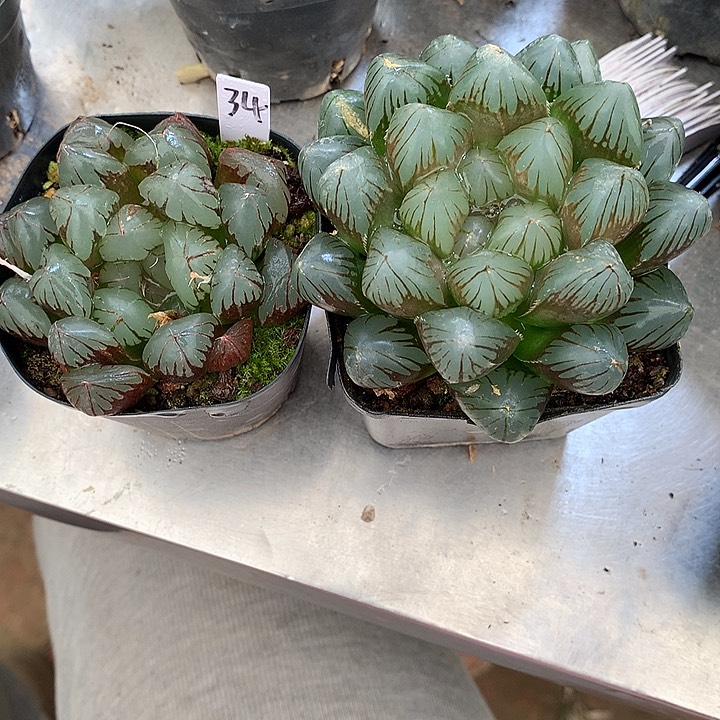 龙爪和34号水晶一物一拍