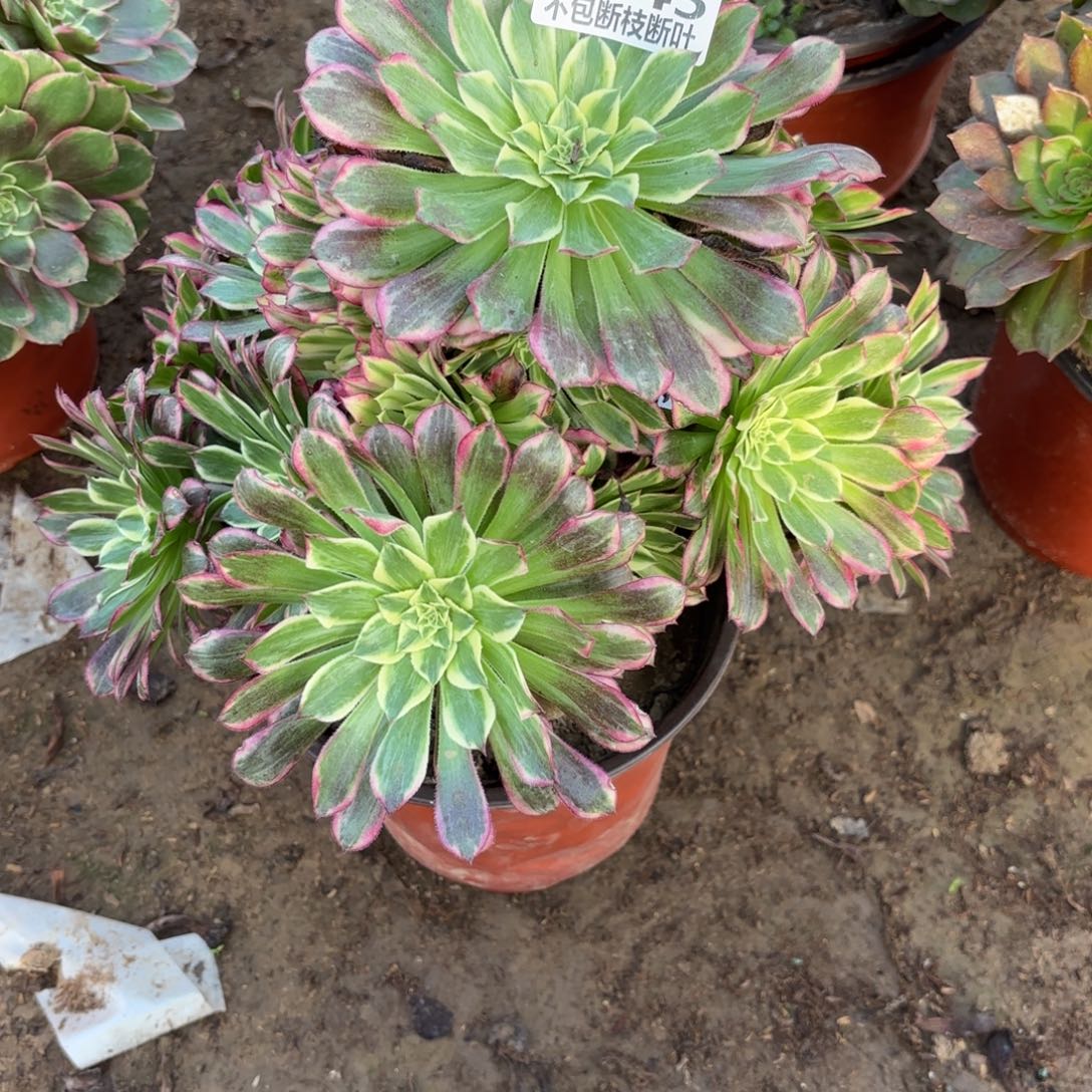 M. 845天和多肉，baeee