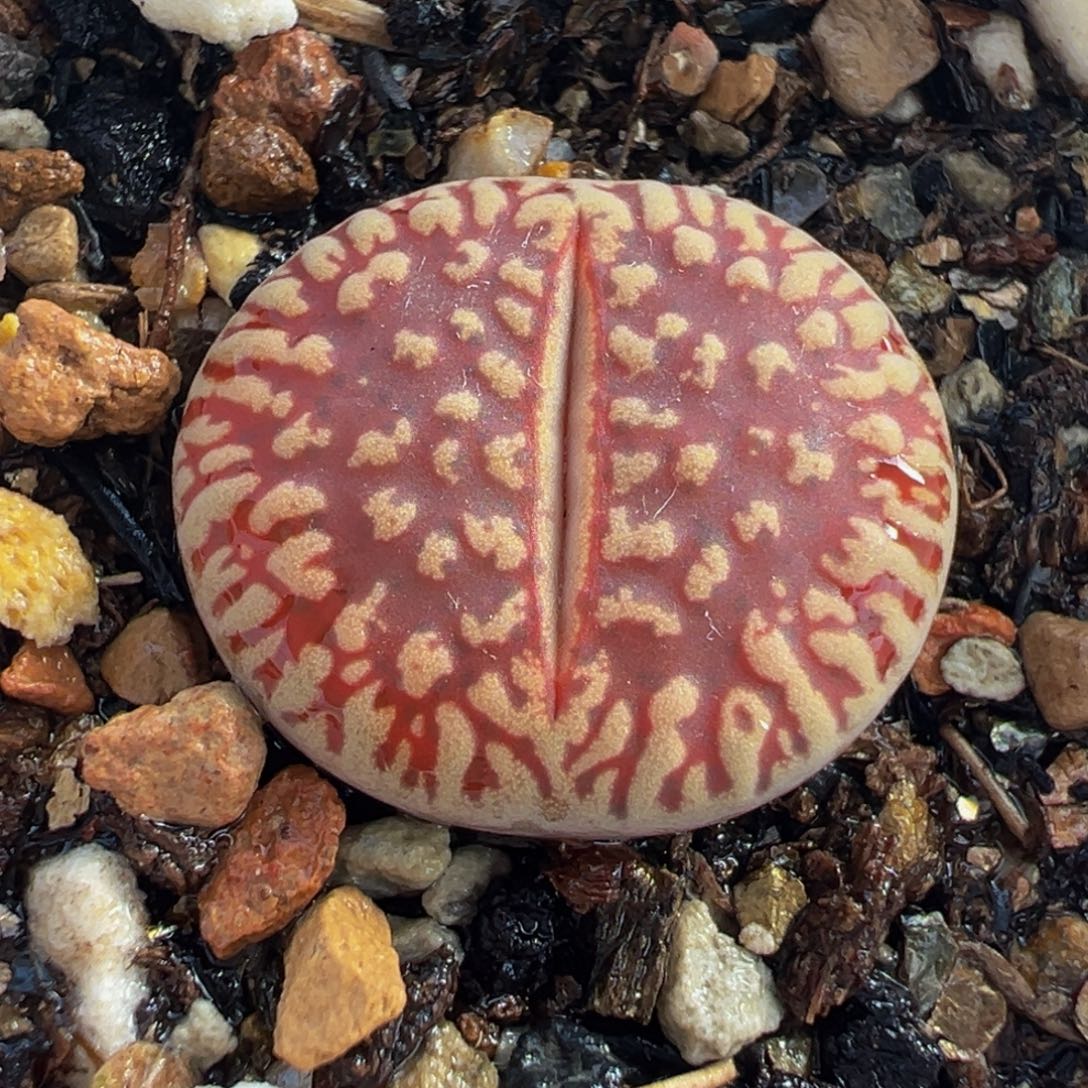 651多肉植物种类多样