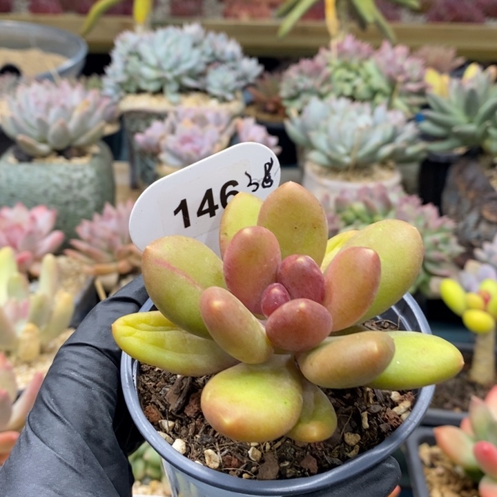 146号，优选芒果奶，155558