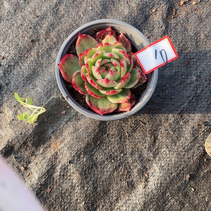 小***包10////////////////