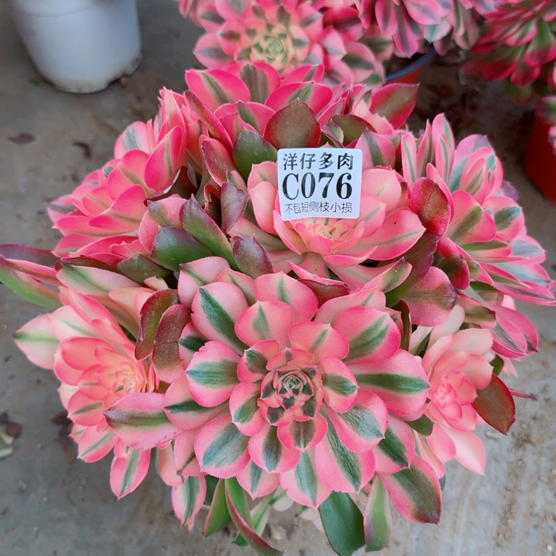 076香妃法师园艺官服25左右2号