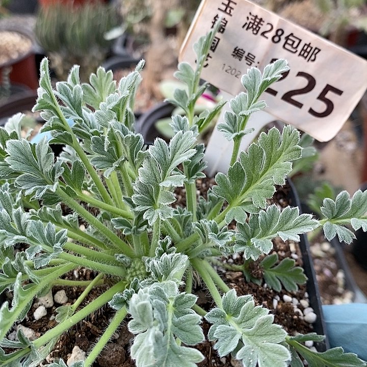 闐*225一一一一一一一一一