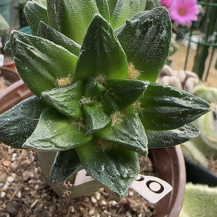 苗接双头大尤龙角牡丹400