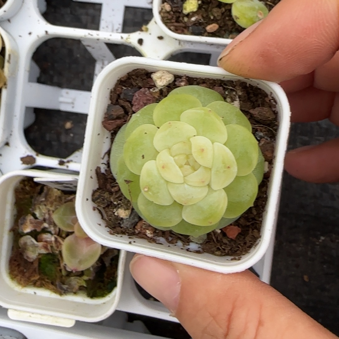 花房白财富盆一个5床一个满25包邮