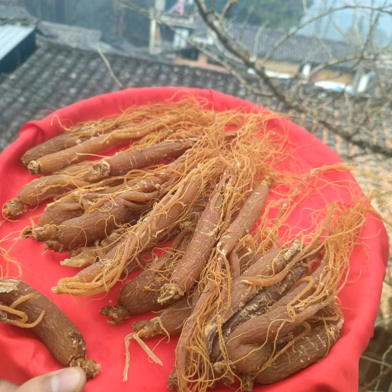 2【百-年-红-参】净含量：100-1000g【小田现收】