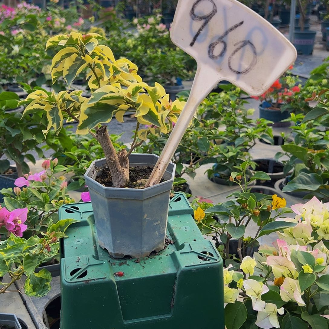 当前无花栽培后可以开花金边叶盲盒 大宝960