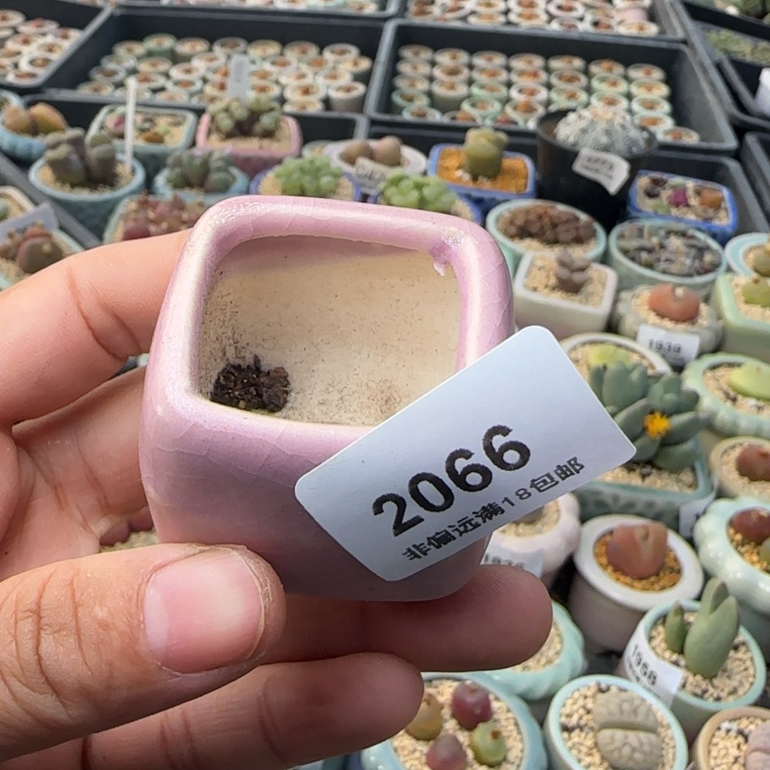 用***82066-一物一拍 带盆