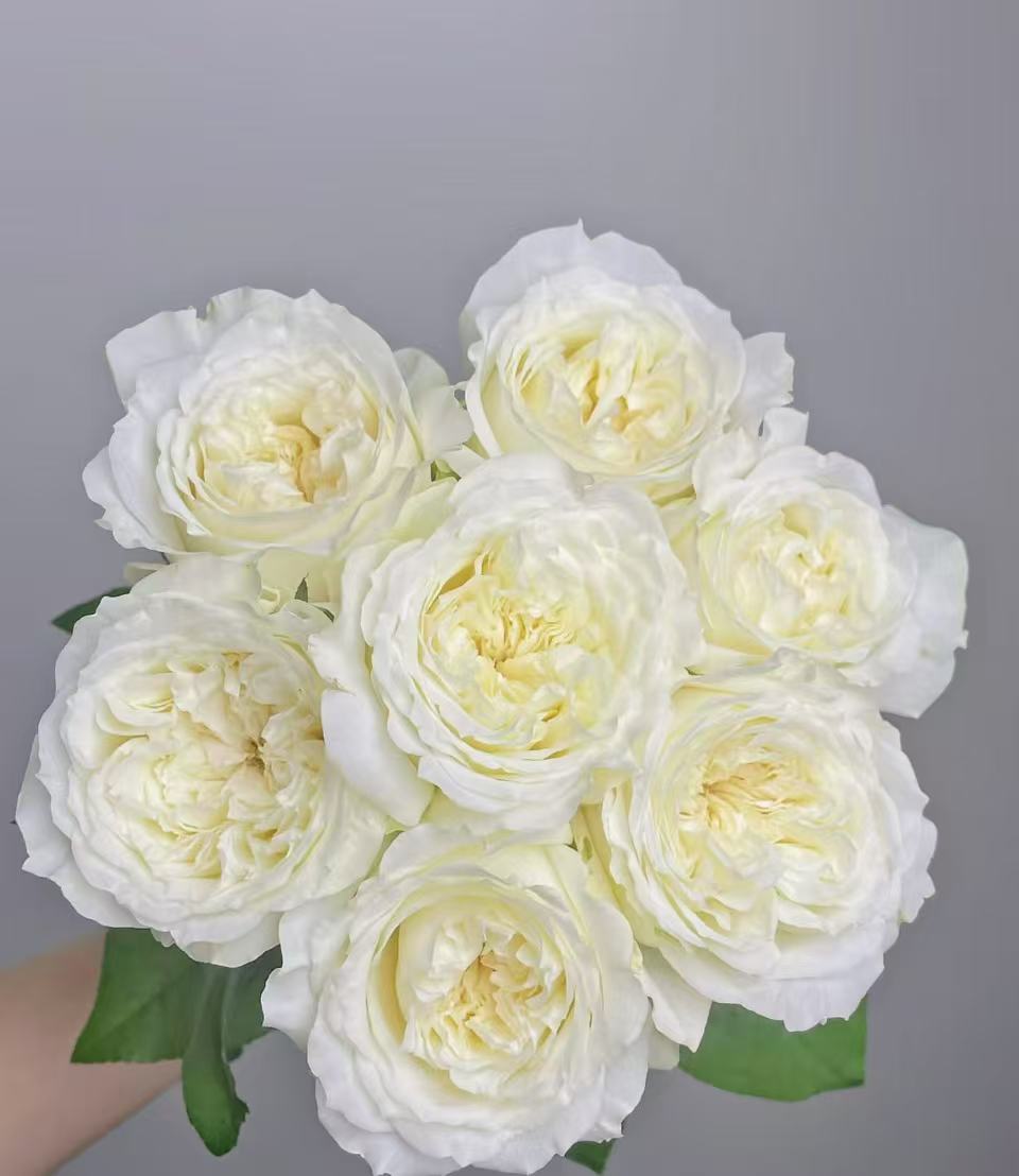  【诺莎莉单头玫瑰】任意两单及两单以上鲜花顺丰包邮发货