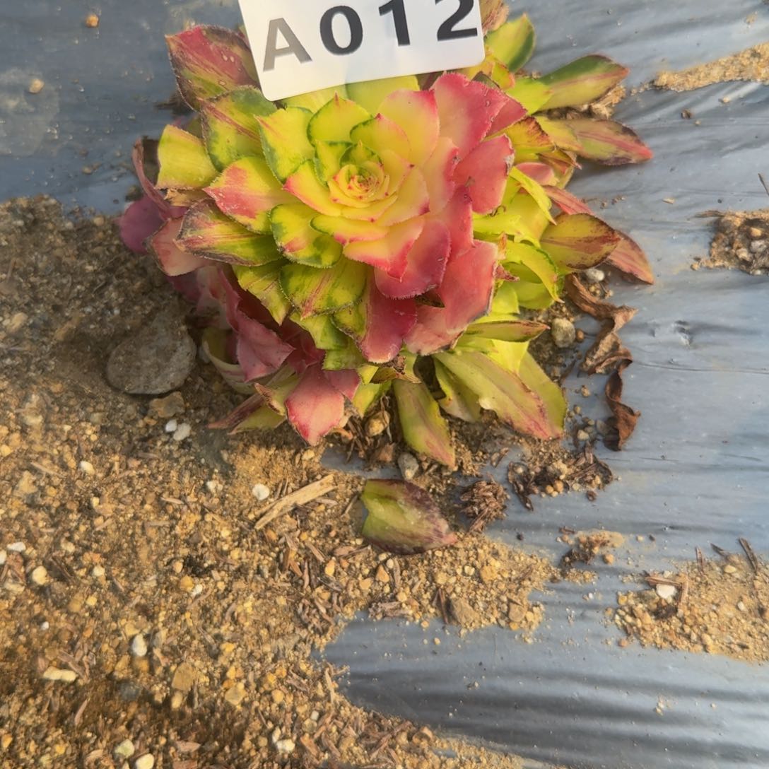 L***p012知否到秋 多肉植物