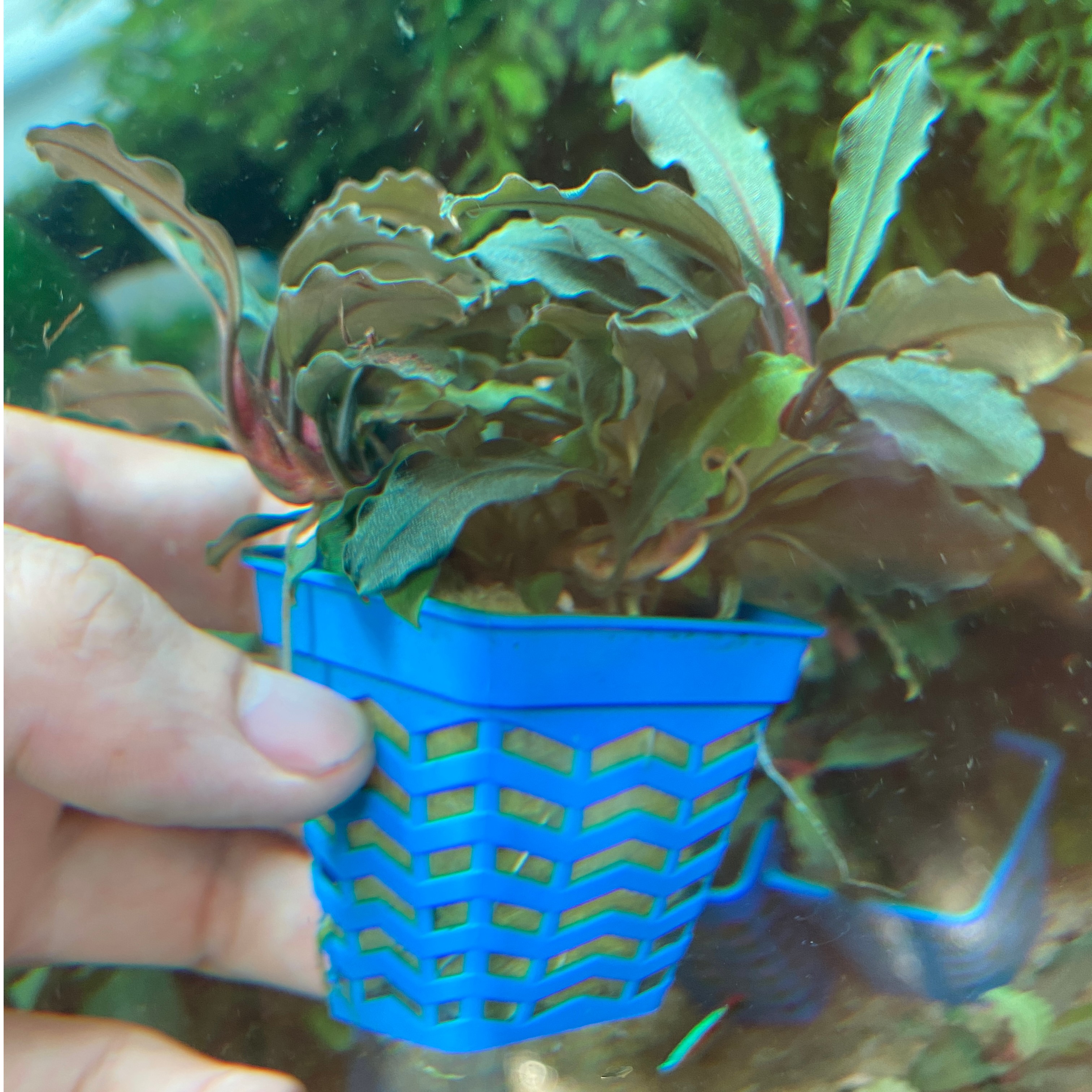 幽灵辣椒榕 鱼缸造景用水草辣椒榕 可做造景 
