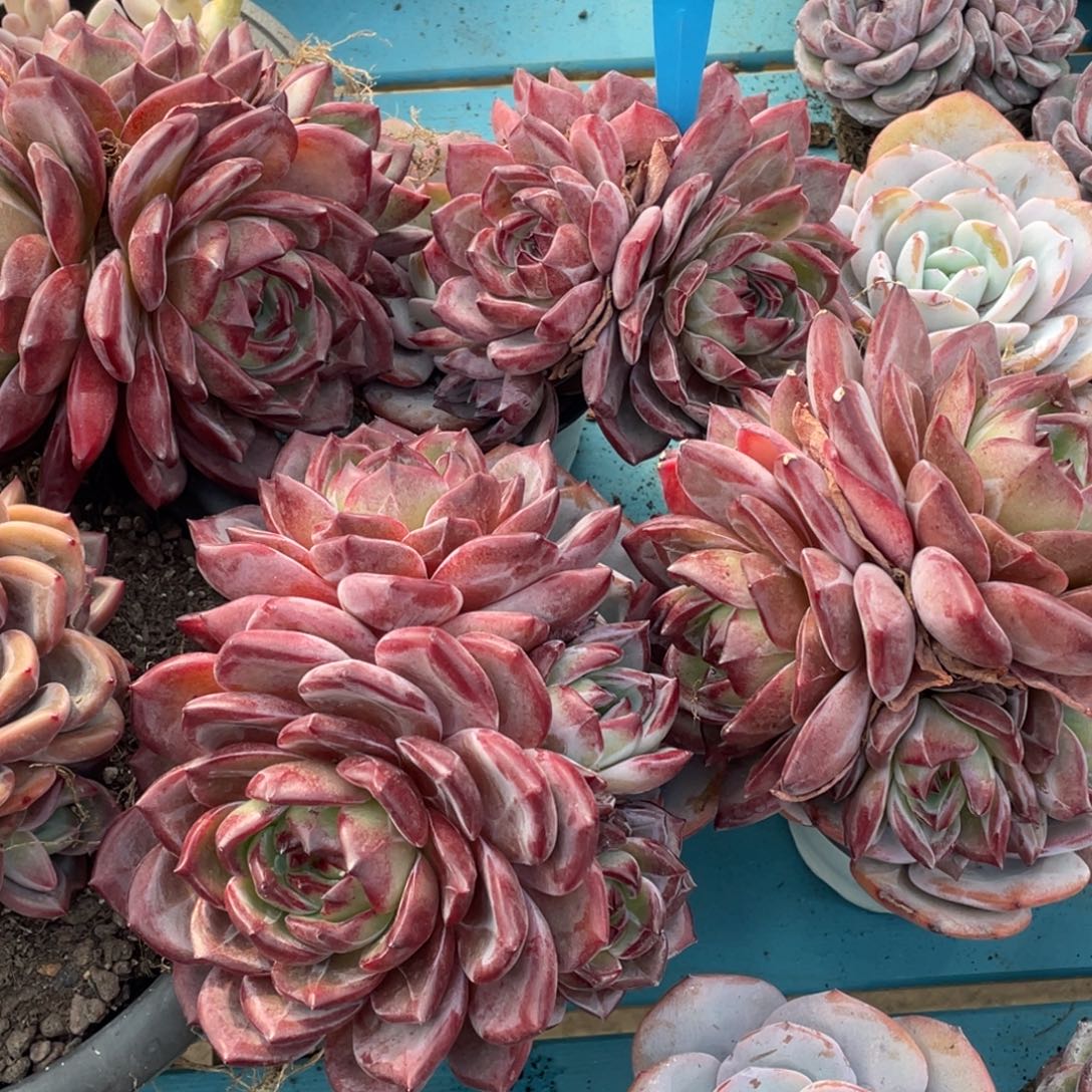 1202-7-母本大群夜魔侠一颗