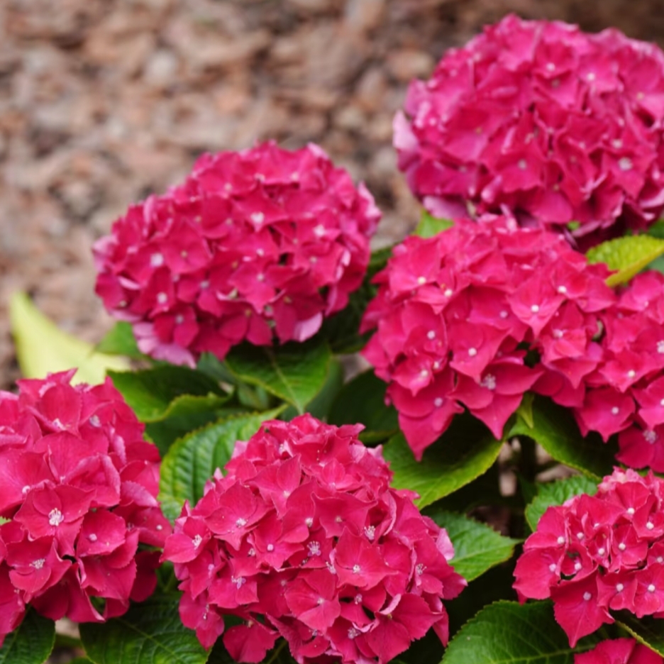 绣球【红宝石】大花单瓣绣球多季节开花爱爆花好养护窗台阳台地栽