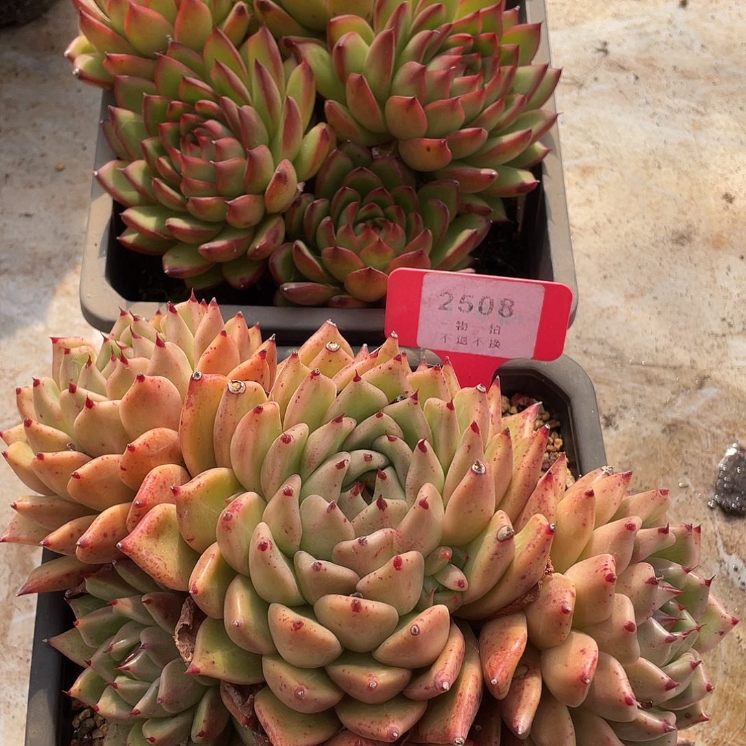 红东云2500号，皮蛋2508号