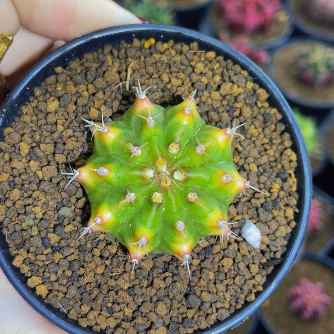 米哈星球0000000000085