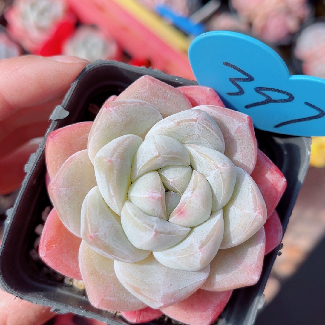 397号小老桩冰玉单头