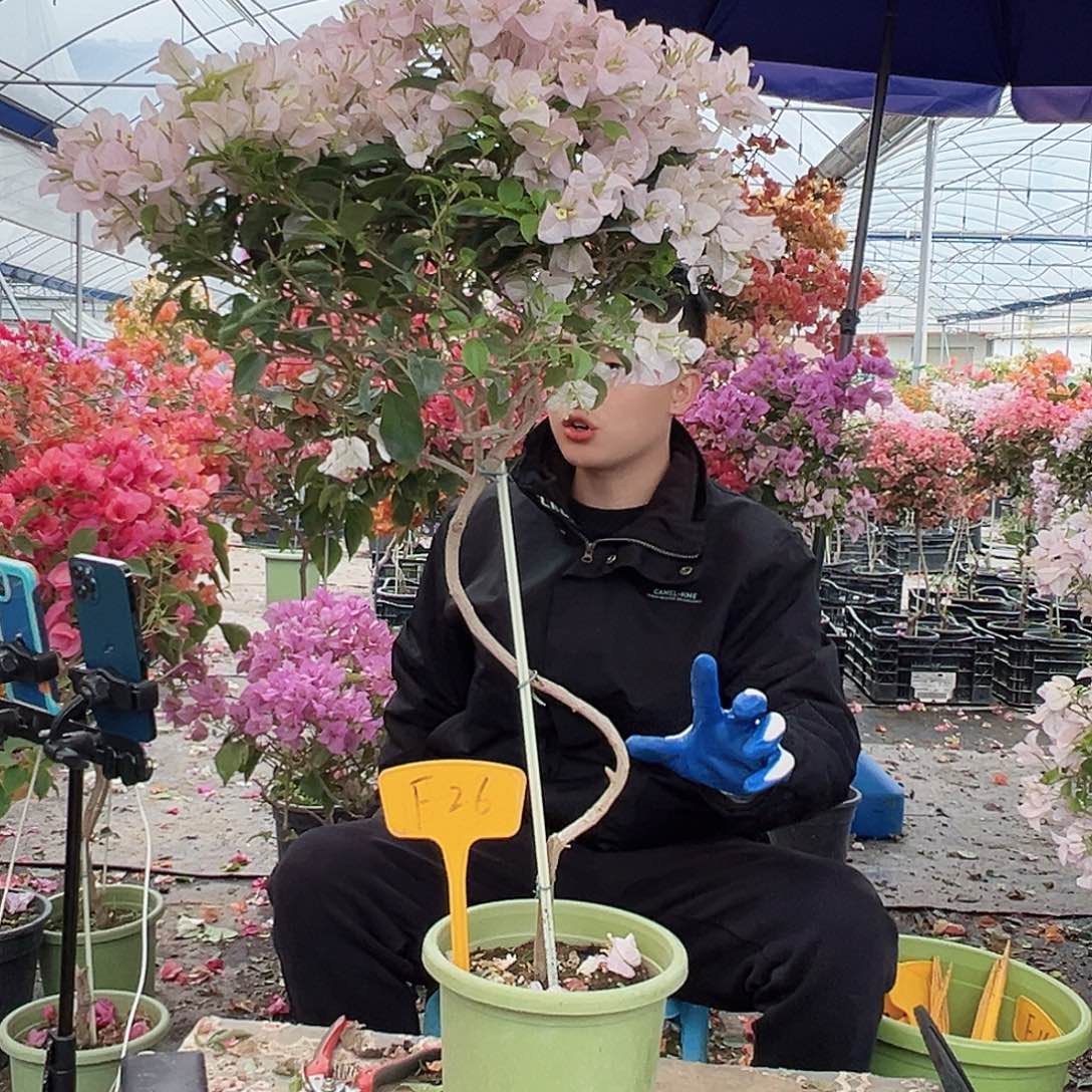 V***y大部分花苞少量开放F26苹果花