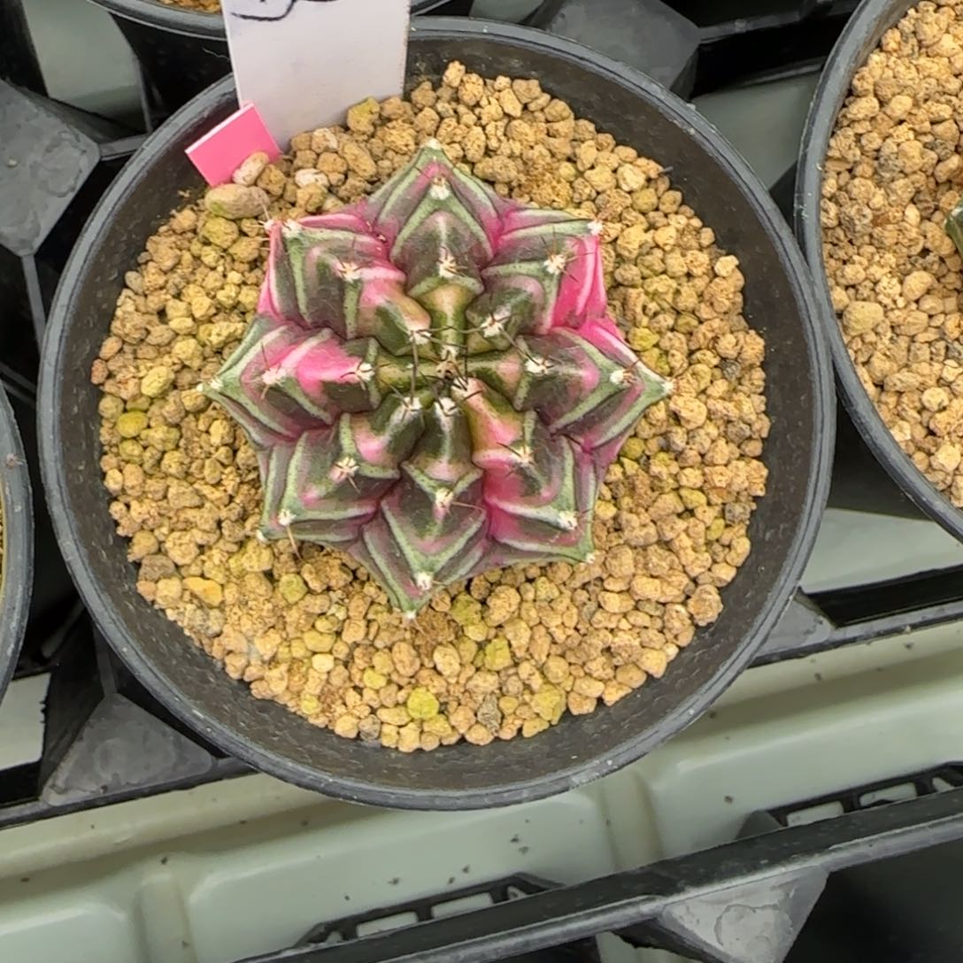 223-0309脱土发实生多肉