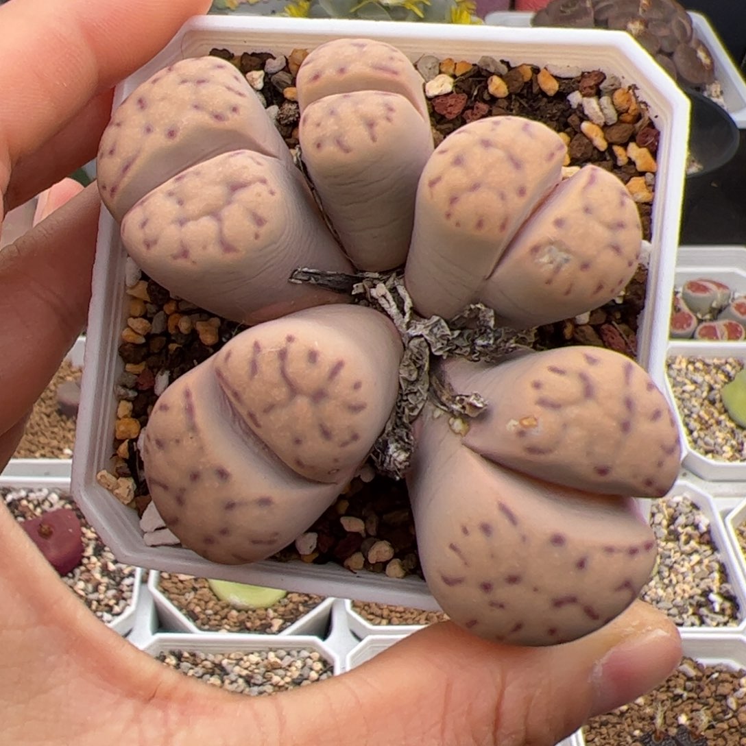 神迪多肉植物多肉植物