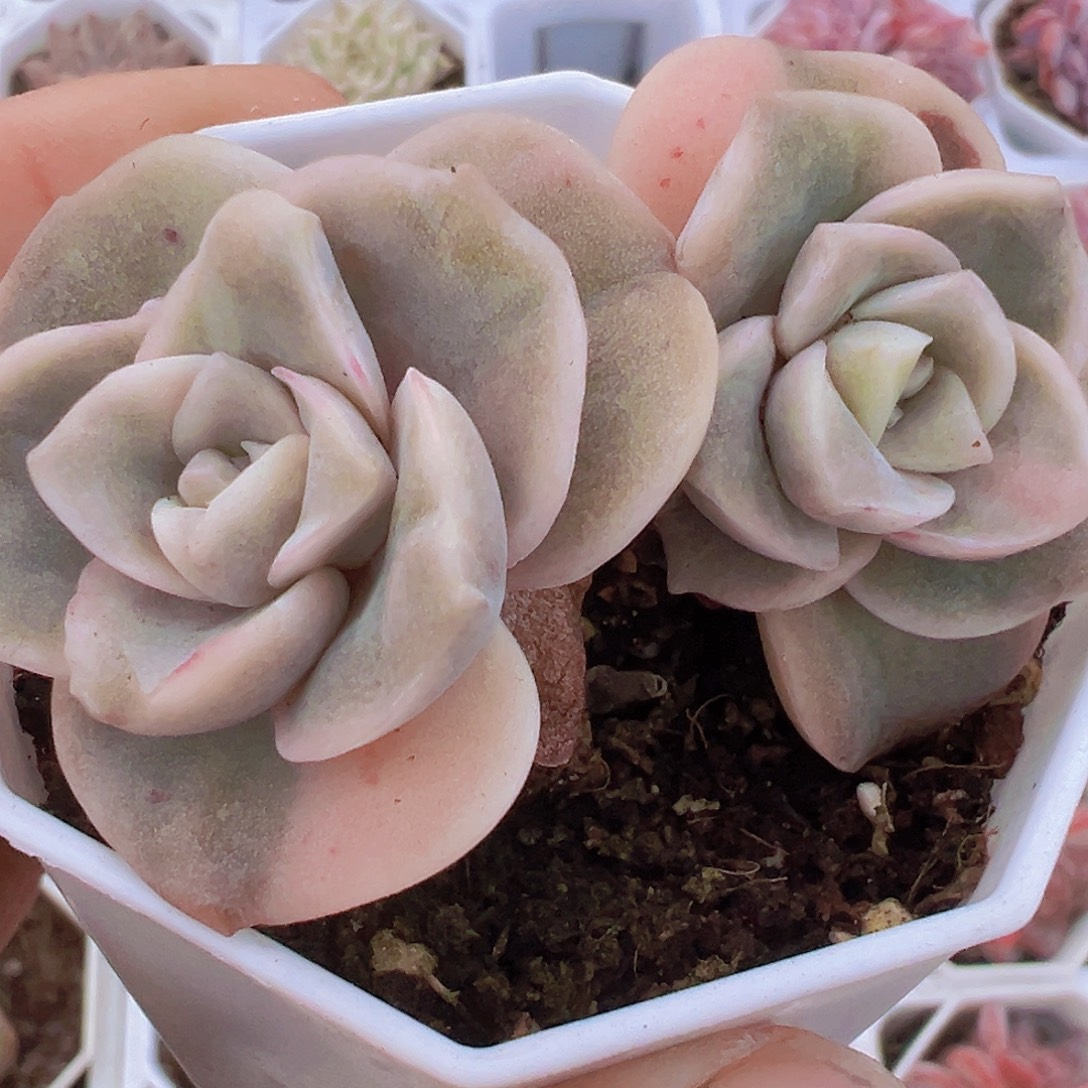 可爱玫瑰锦19包邮多肉