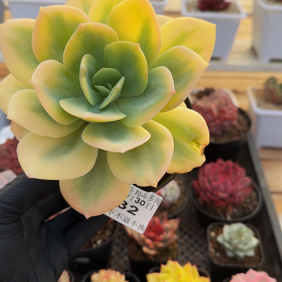 1230-32白风锦单头