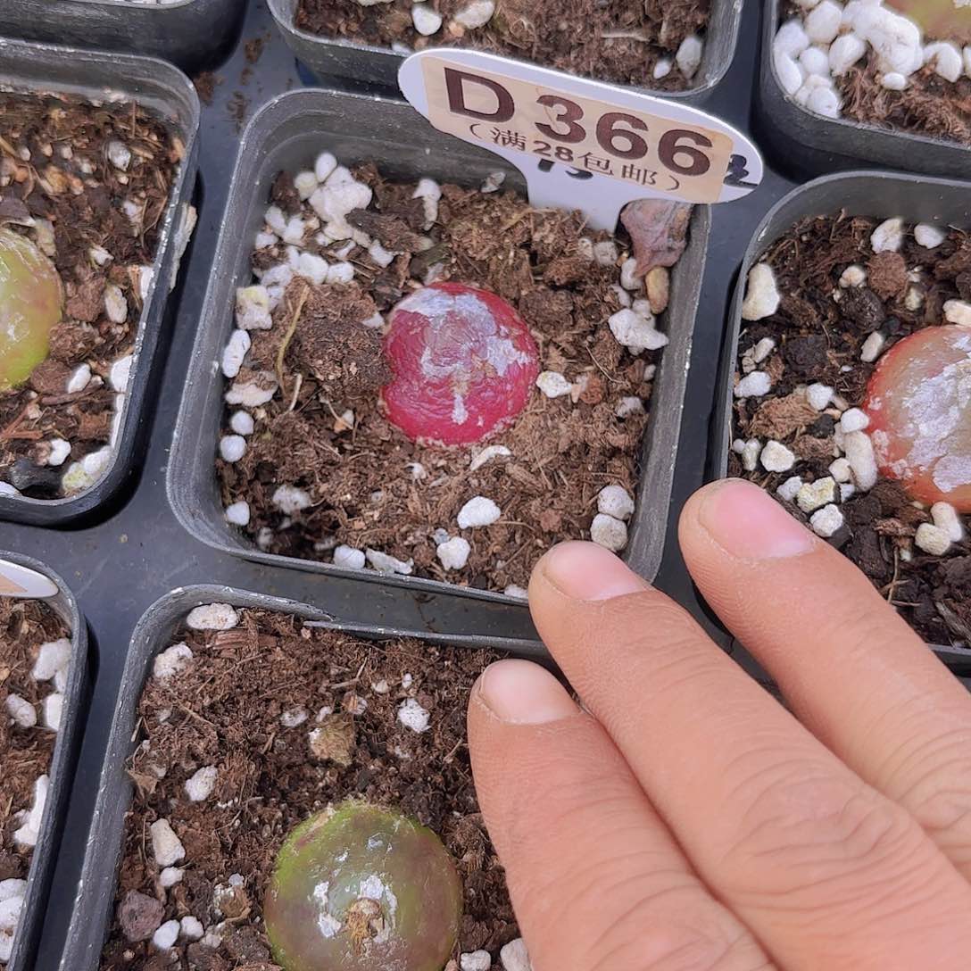 D366灯泡一物一拍多肉