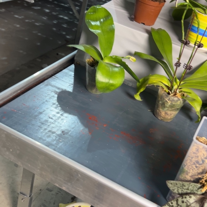 不开花植物B T369