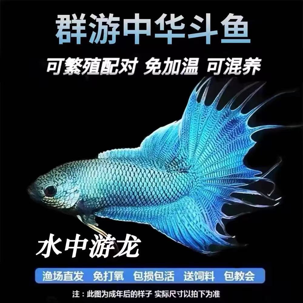 中国淡水观赏鱼.