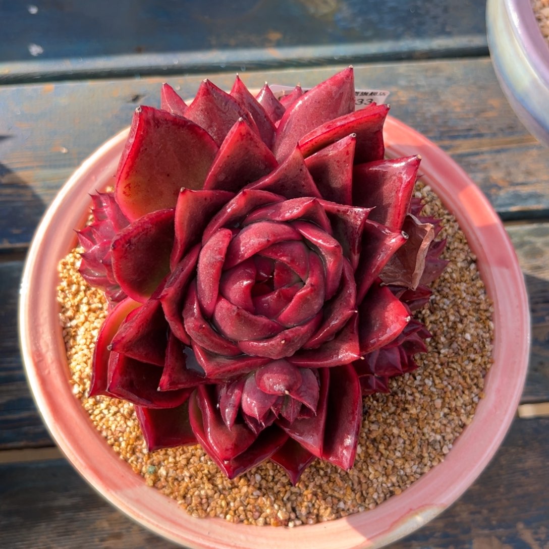 多肉一物一拍0218-话梅手捧33