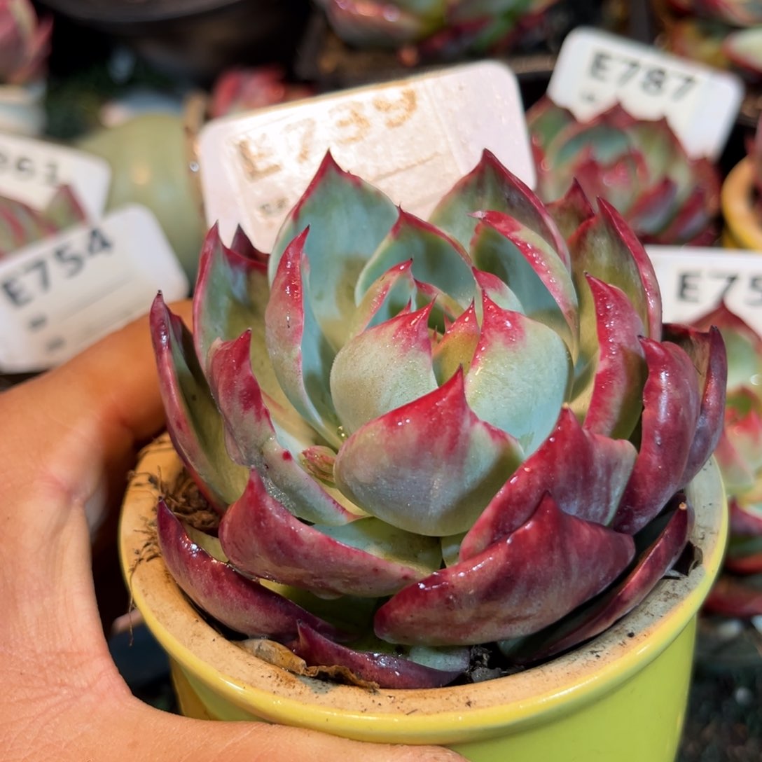 惊鸿一瞥739号多肉