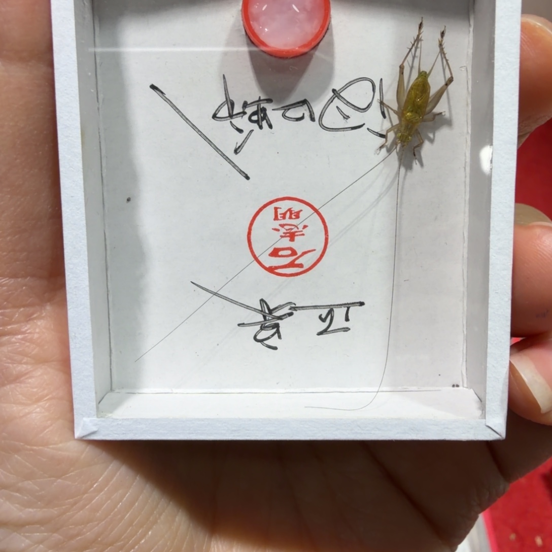 蟋蟀石老师汊口沪b一条