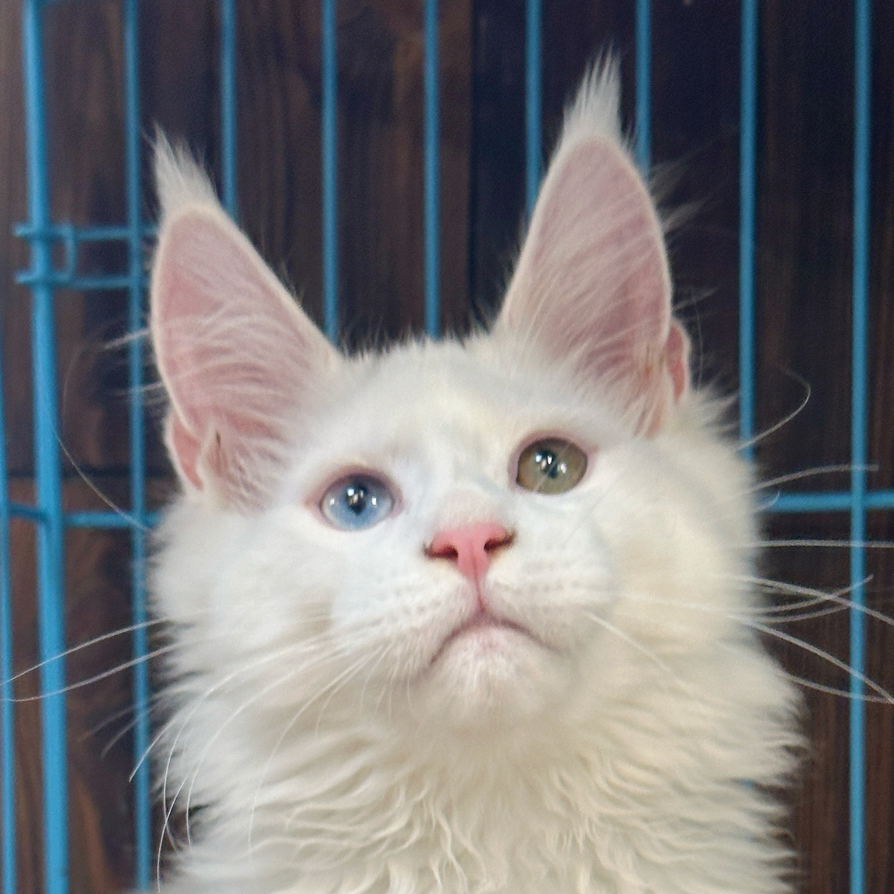 来了姊妹-纯白异瞳缅因猫-妹妹-54