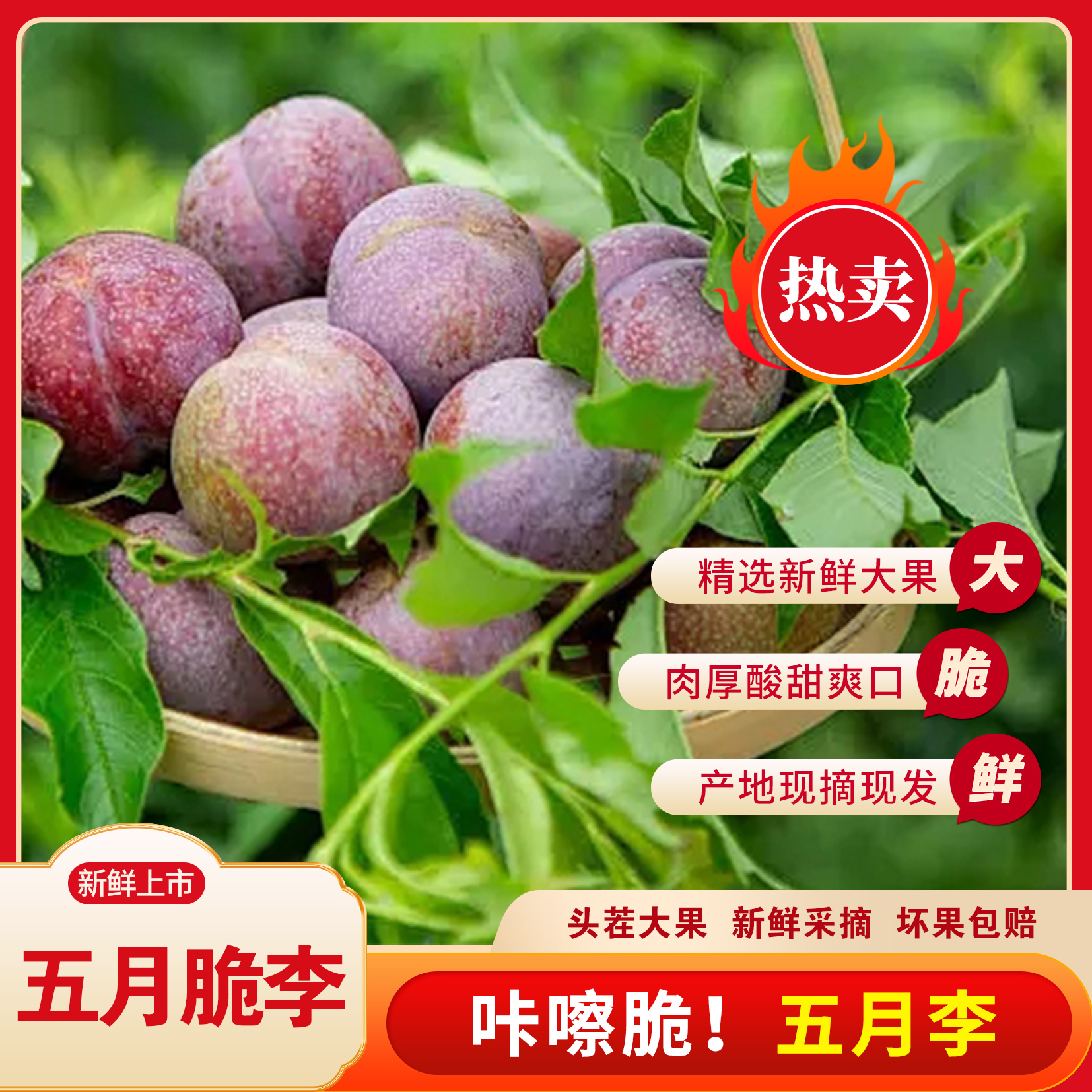 Q正宗五月脆凤凰李新鲜水果现采现摘脆甜可口