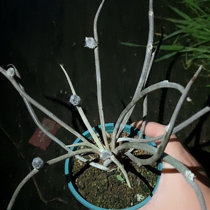 孤品实生长枝条大块根大美杜莎福利