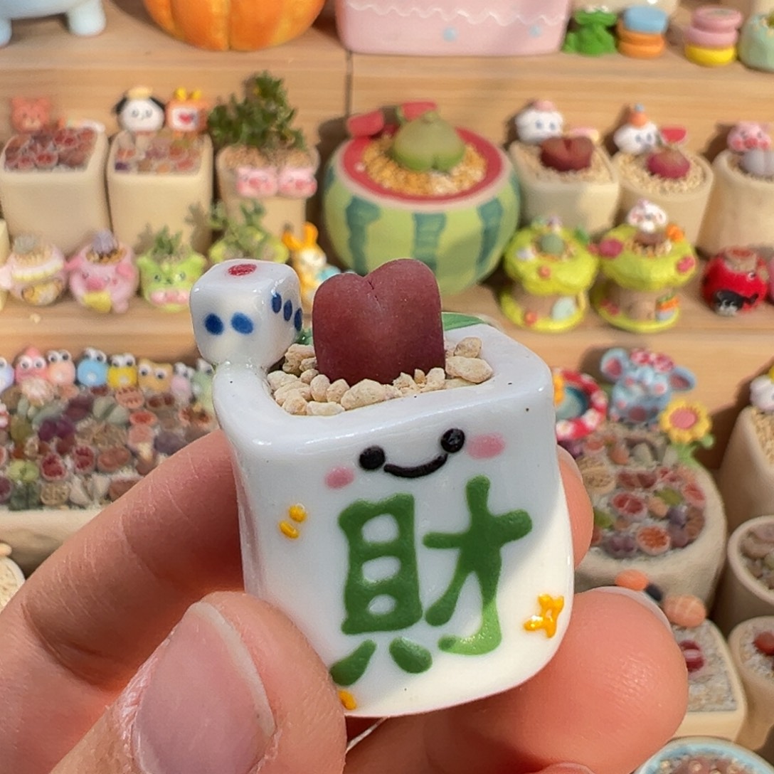 多肉植物17号拇指盆