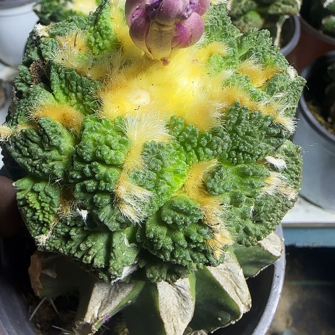 龟甲976仙人球开花