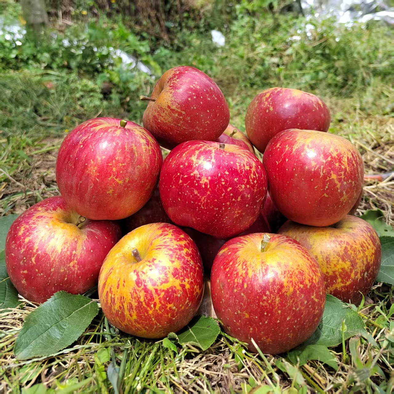 当季昭通丑苹果脆甜多汁现摘现发冰糖心苹果