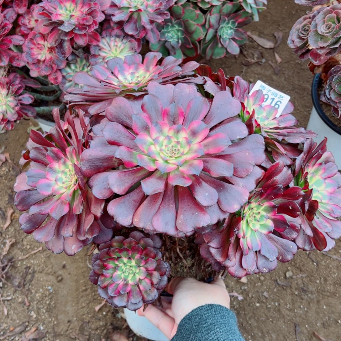 美姬法师多肉916号