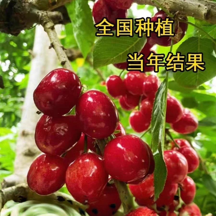 车厘子大樱桃树苗南北方种植盆栽地栽当年结果基地直发一物一拍