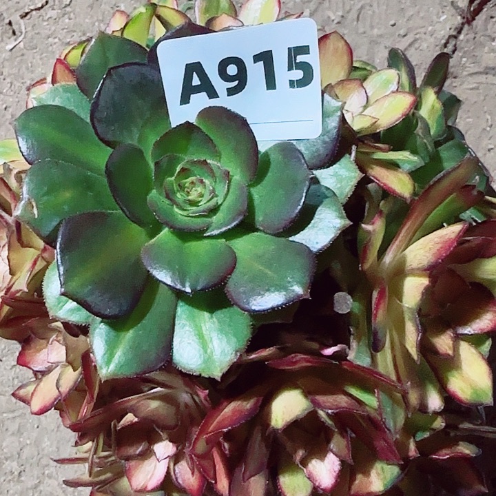 小***儿915，海王七彩小手捧优选