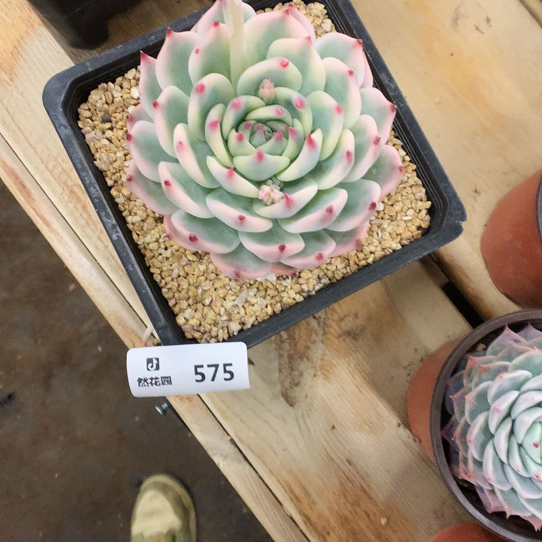 575吉娃娃锦多肉植物