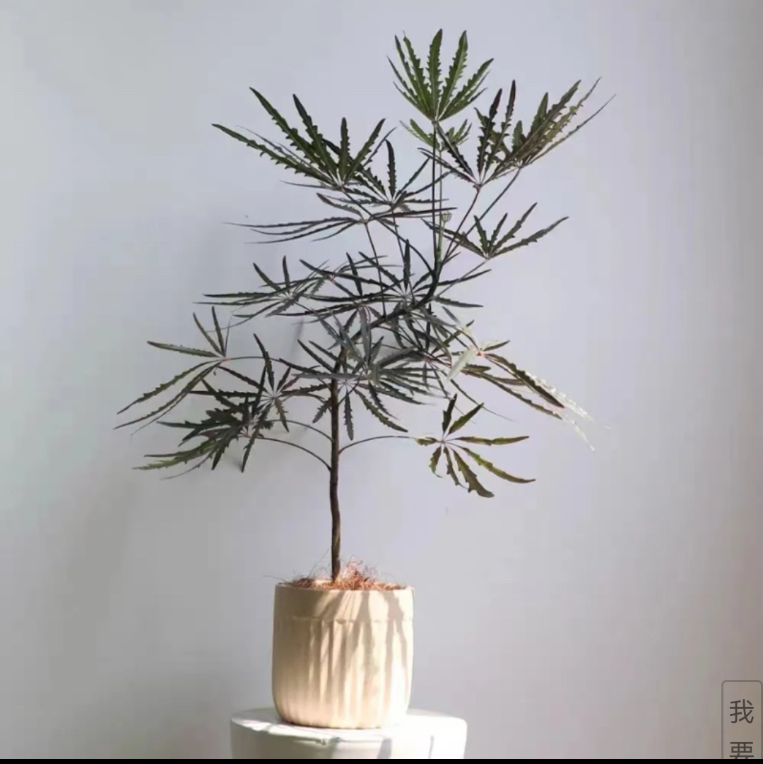 孔雀木 意境 北欧 简约 高级时尚 室内玄关 木本类植物 皮实好养 