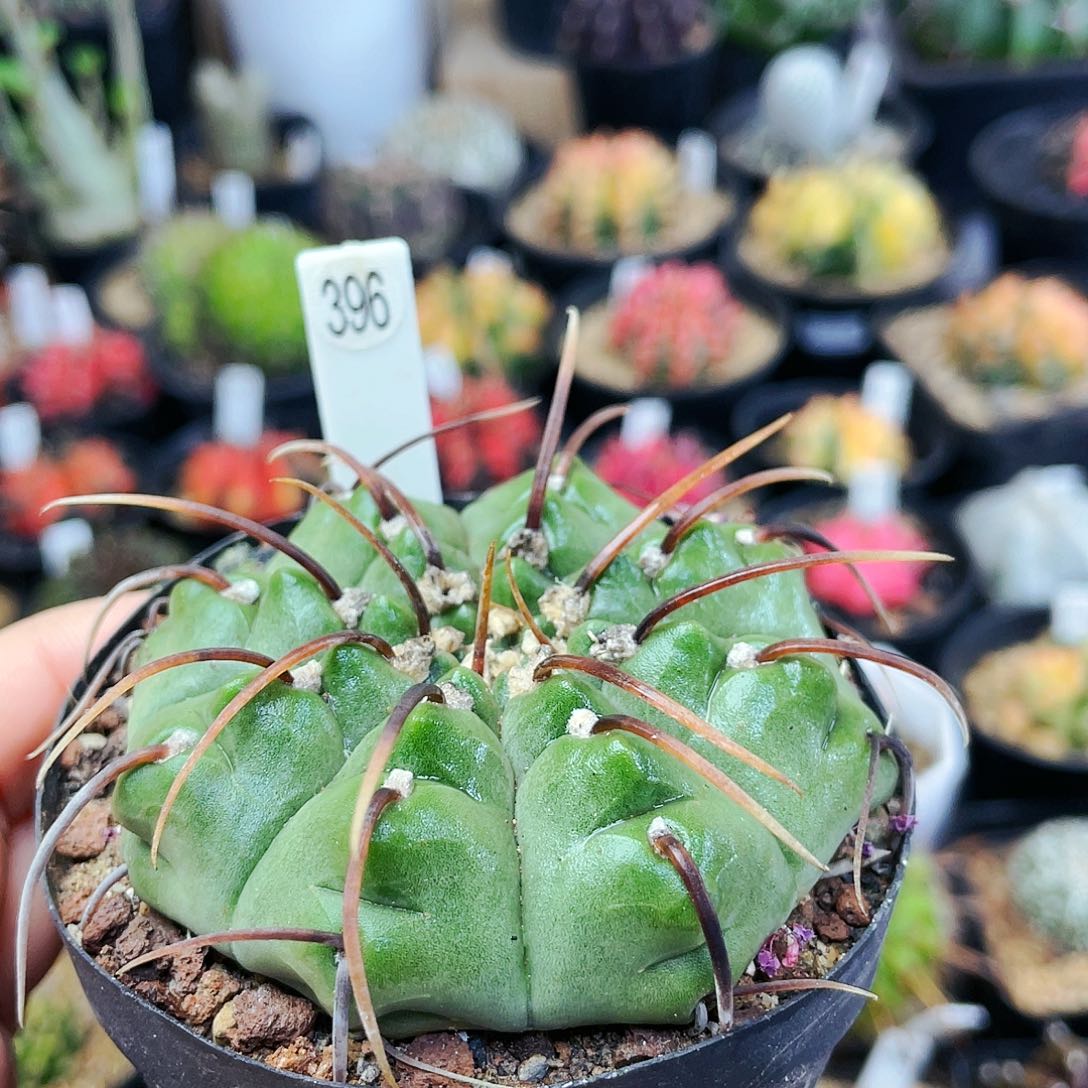 非偏远地区25包邮仙人球