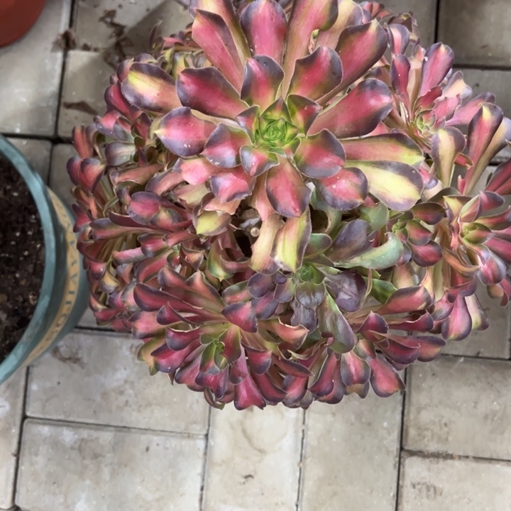 妮娜皇后多肉植物花花